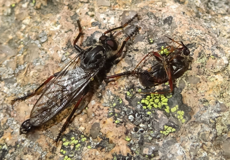 Catena dei Lagorai...da Pergine al Passo del Manghen